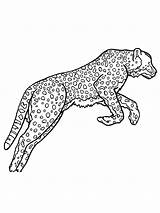Wild Cats coloring pages sketch template