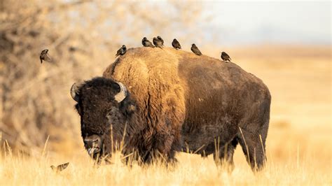 Download Animal American Bison 4k Ultra HD Wallpaper