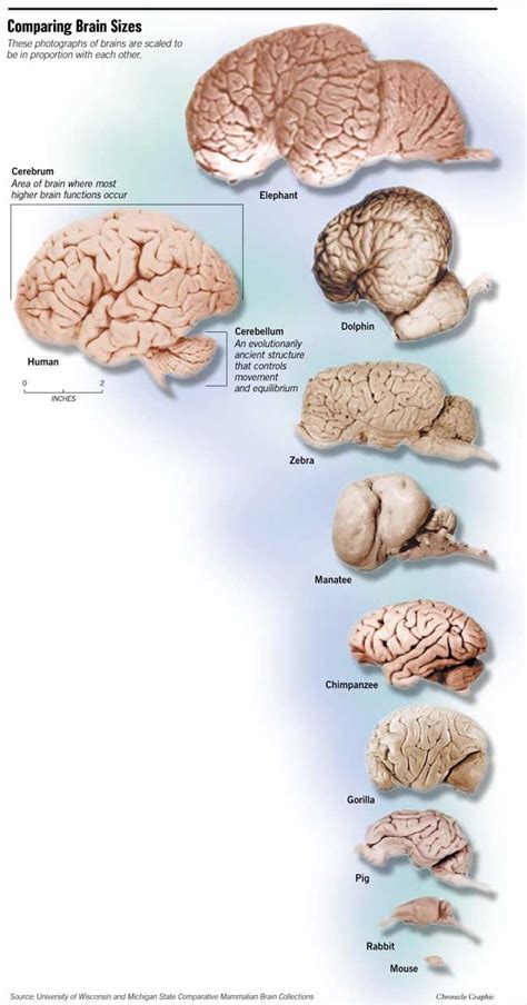 All Creatures Great and Smart / Research reveals animals' brains to be ...