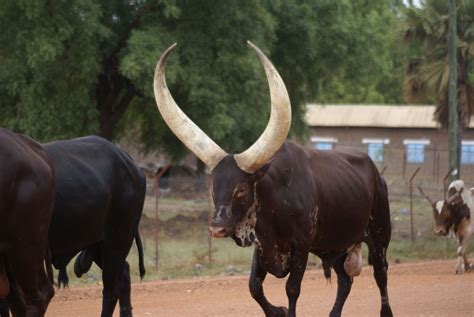 Watusi | bulls | Pinterest | Toros, Bichos y Animales