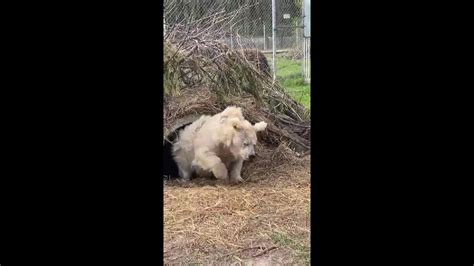 Captan a oso despertando de la hibernación y su cómica apariencia se vuelve viral en redes (VIDEO)