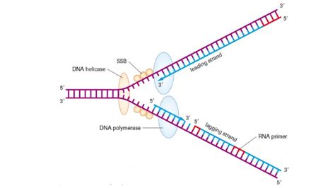 DNA Replication: Steps and Mechanism • Microbe Online