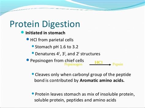 Digestion and absorption of proteins