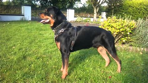 Rottweiler very muscular - YouTube