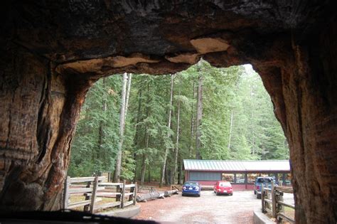 The Drive-Through Trees of California | Amusing Planet