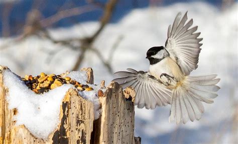 Species Spotlight: Black-Capped Chickadee