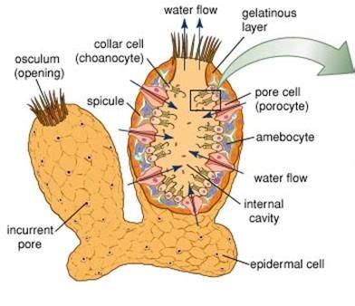 Sponge Anatomy - Anatomical Charts & Posters