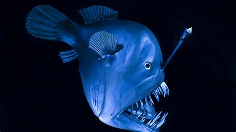 “OMG! Unbelievable Discovery: Mind-Blowing Life of Anglerfish in the Depths of the Ocean ...