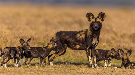 African Wild Dog: Not the Hyena You Think It Is