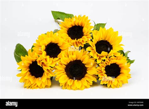 Bunch of cut Sunflowers lying down flat against a white background Stock Photo - Alamy