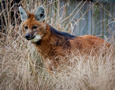 The Maned Wolf - S.P.E.C.I.E.S.