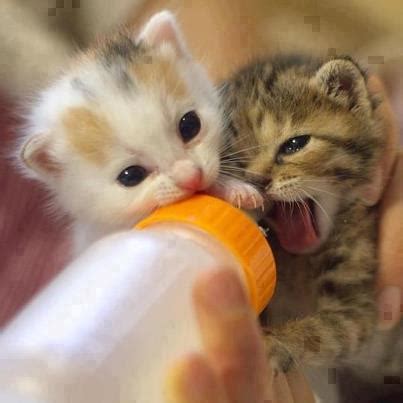 Cute Kittens Bottle Feeding | Cute & Fun