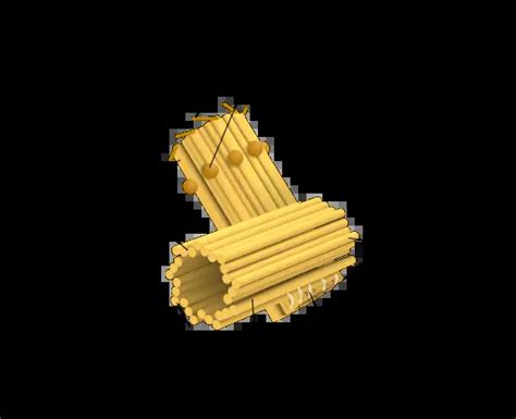 Centriole - Definition, Function, Structure of Plant/Animal Cells