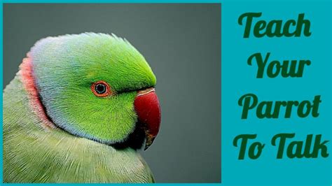 How To Teach Parrot To Talk ?|| Speaking Training || Teaching Indian Ringneck Parrot To Talk ...