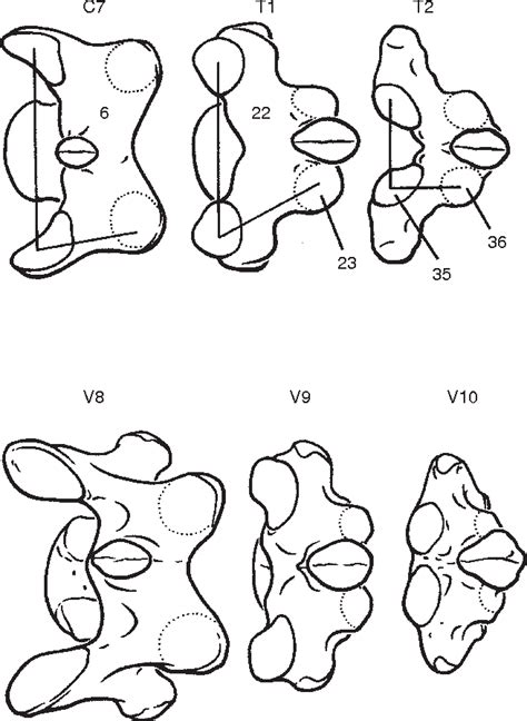 [PDF] The remarkable anatomy of the giraffe's neck | Semantic Scholar