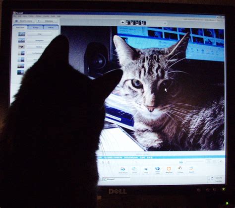 Who Is That Cute Cat? | My cat admiring himself on the compu… | Flickr