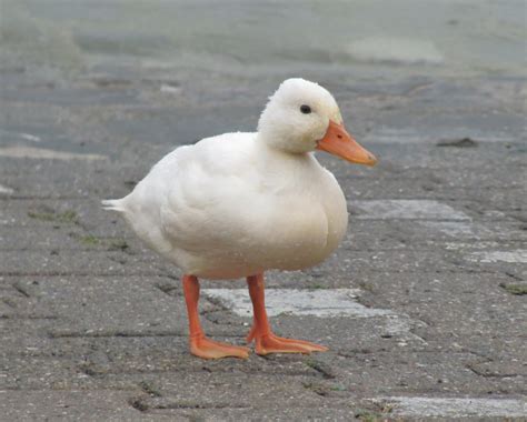 LE MAXIMUM: Jeune canard blanc - photo et fond d'écran gratuit