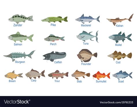 River fish identification slate with names Vector Image