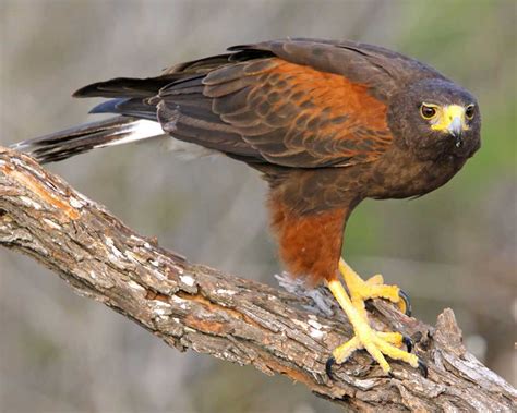 Harris's Hawk wallpapers, Animal, HQ Harris's Hawk pictures | 4K ...