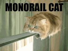 Funny Cat Memes Gif - Quotes Type