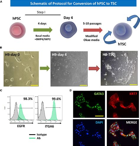 Figure 1 from Derivation of functional trophoblast stem cells from ...