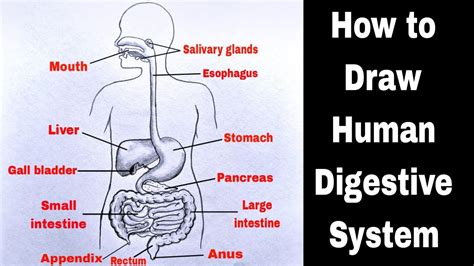 Human Digestive System Diagram Labeled For Class 7