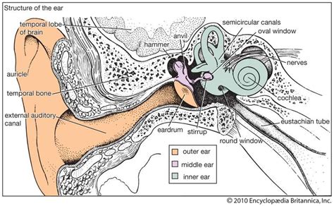 7 archaic organs in the human body with examples