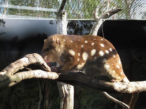 Quoll - A-Z Animals