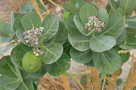 Calotropis procera