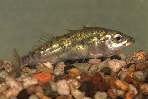 Threespine stickleback on the stones photo and wallpaper. Cute Threespine stickleback on the ...