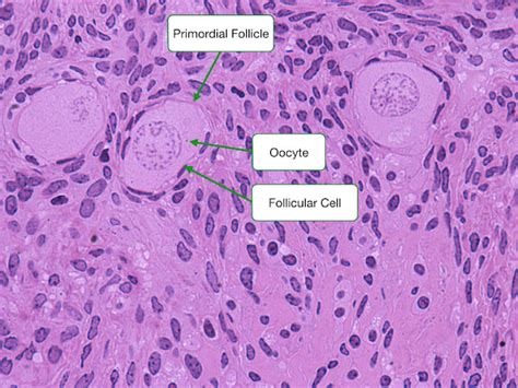 Ovary and Follicle Development