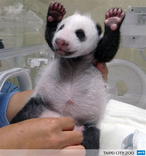 Baby Panda With Hands Up (Not Google Related)