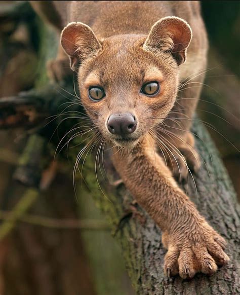 🔥 A Fossa from Madagascar is closely related to a Mongoose 🔥 : r/NatureIsFuckingLit