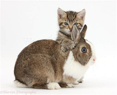 Pets: Cute tabby kitten and rabbit photo WP37811