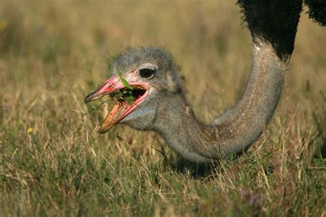 Ostrich predators - knowledgegross