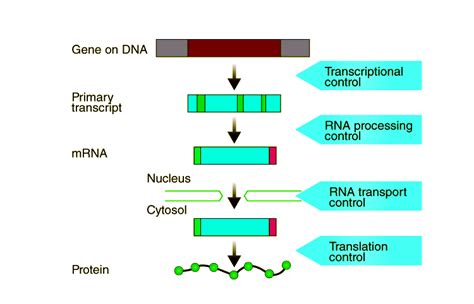 Gene Regulation: Understanding Gene Expression and its Regulation