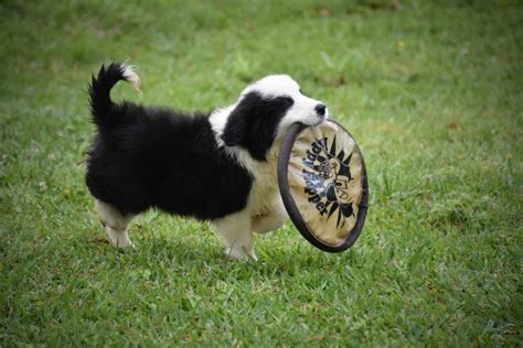 First 5 Things To Teach Your Disc Dog Puppy ⋆ Disc Dog University ...