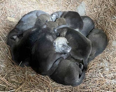 Critically Endangered Red Wolf Pups Born at WNC Nature Center - WNC ...