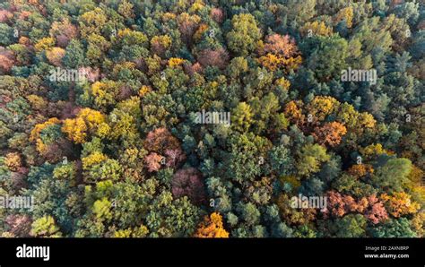 Autumn forest aerial drone top view Stock Photo - Alamy