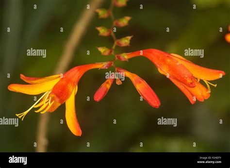 Orange Montbretia flower Stock Photo - Alamy