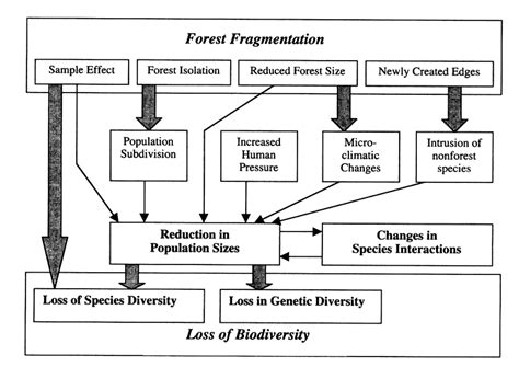 2. Scheme of forest fragmentation effects from Zuidema et al. (1996) as ...