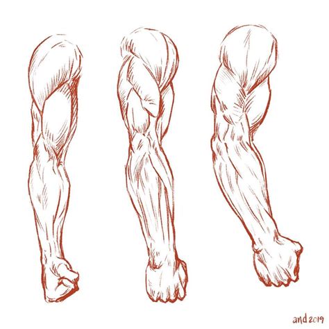 Arm Muscles Drawing