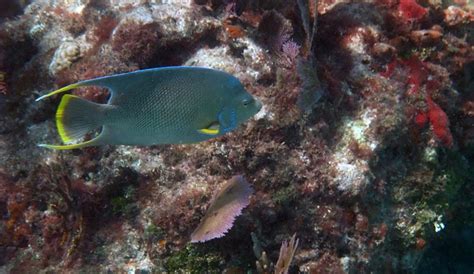 Snorkeling Looe Key Reef - It's Deep But Has Big Fish