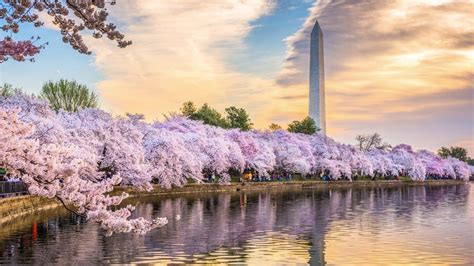 How DC's cherry blossoms are a living valentine from Japan | Fox Weather