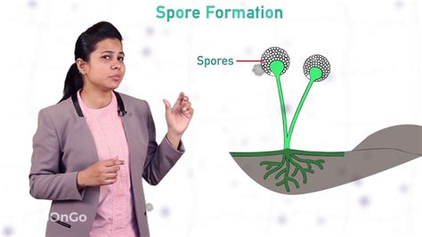 How do Organisms Reproduce - 7 | Types of Asexual Reproduction - Spore Formation | CBSE Class 10 ...