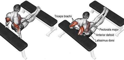 How to Tricep Dips on Bench | Exercise Videos & Guides