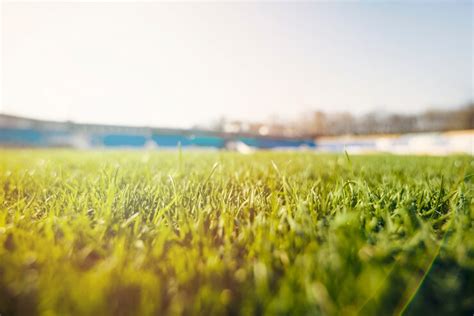 Premium Photo | Turf grass on stadium