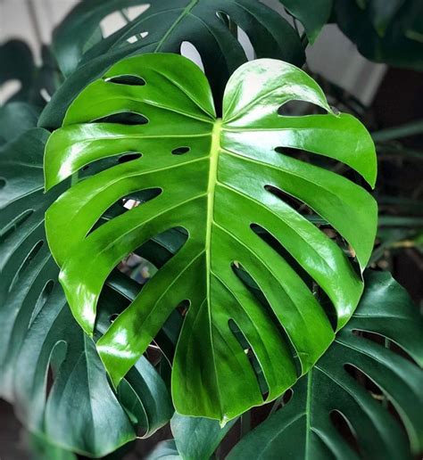 Monstera Leaves Turning Yellow? Here's 7 Reasons Why!