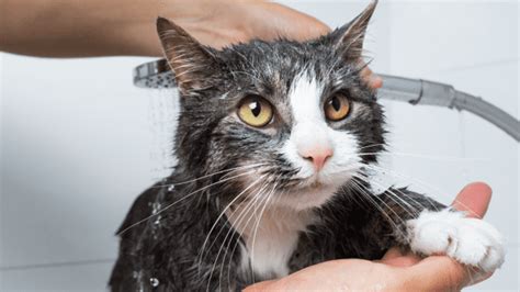 Cat Who Can't Get Enough of the Shower Is Clearly a Human in Disguise - PetHelpful