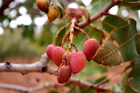 Pistachio Farm_1 | Daniel Dennis | Flickr